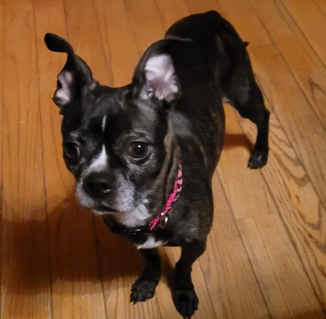 Zena thumbnail 2