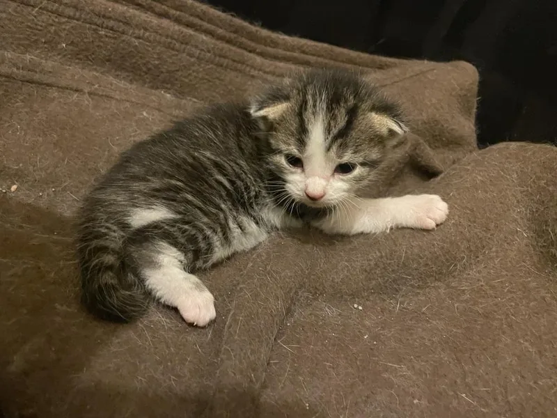 A baby small-sized male Gray & White Domestic Short Hair cat named Peeta for adoption in Evansville, IN