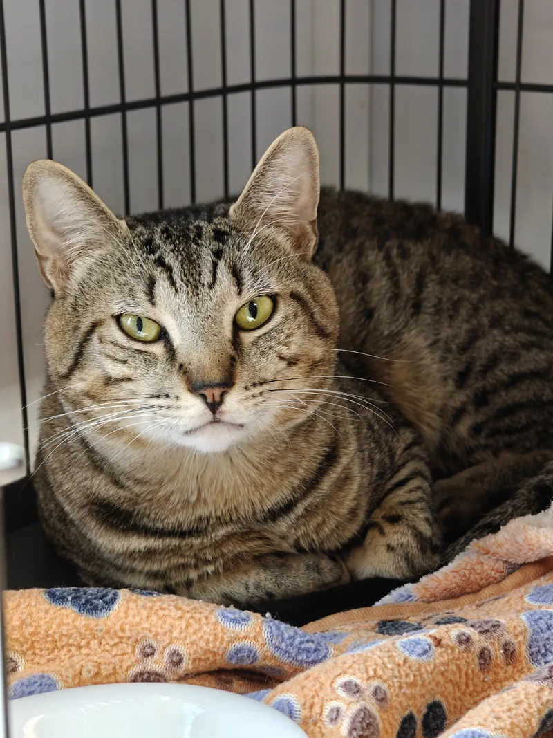 An adult medium-sized male Tabby (Buff / Tan / Fawn) Domestic Short Hair cat named Hugger for adoption in New Britain, CT