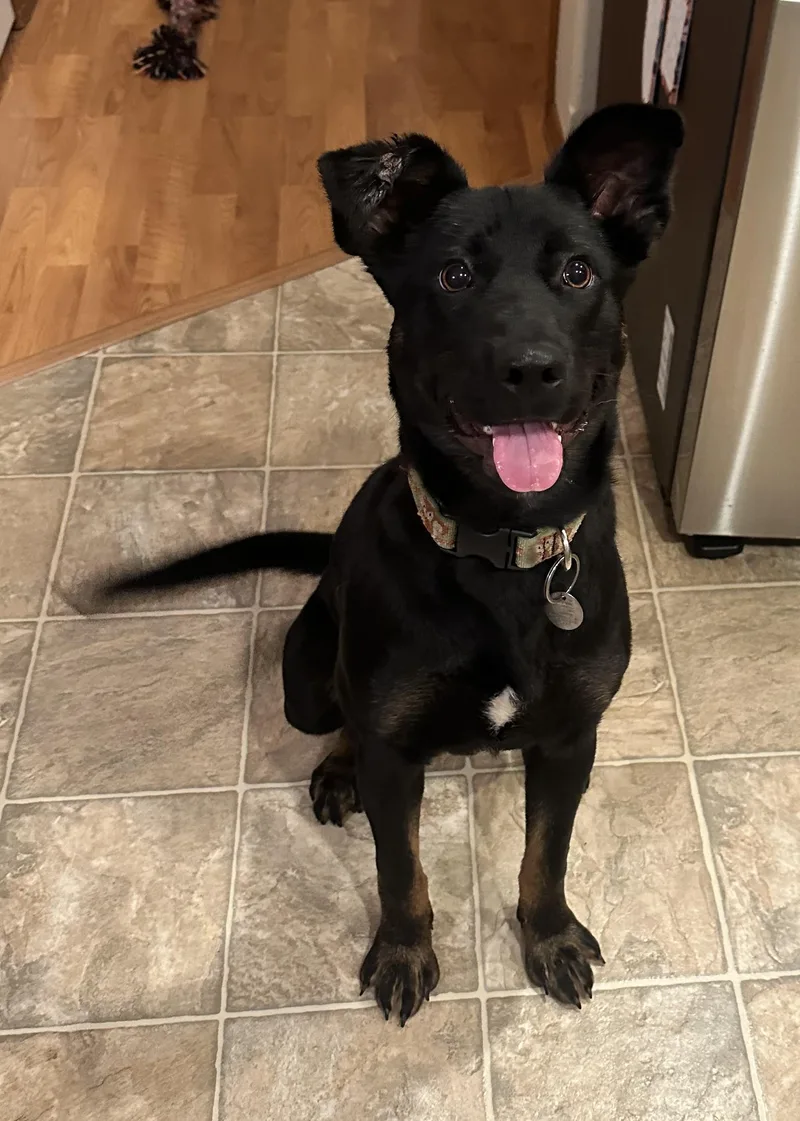 A young large-sized female German Shepherd Dog dog named Tessa for adoption in Puyallup, WA