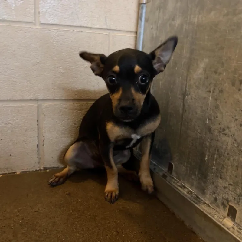 An adult small-sized male Black Chihuahua dog named Max for adoption in Edinburg, TX