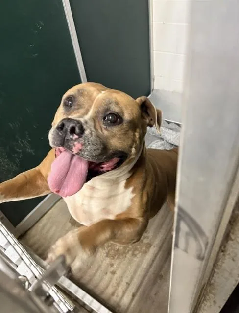 A young medium-sized female Pit Bull Terrier dog named Renae for adoption in Killeen, TX
