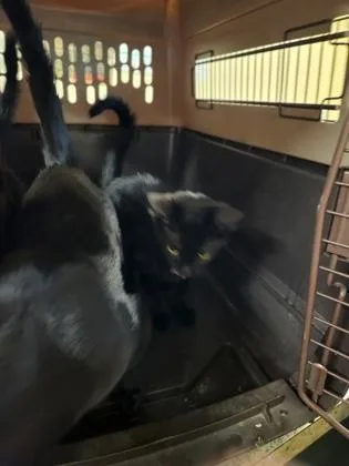 A baby small-sized male Domestic Short Hair cat named Moe for adoption in Independence, MO