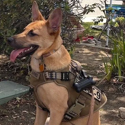 A young medium-sized male German Shepherd Dog dog named Ammo for adoption in San Diego, CA