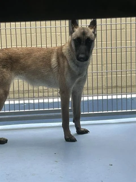 A young medium-sized female Belgian Shepherd / Malinois dog named Astra for adoption in Downey, CA
