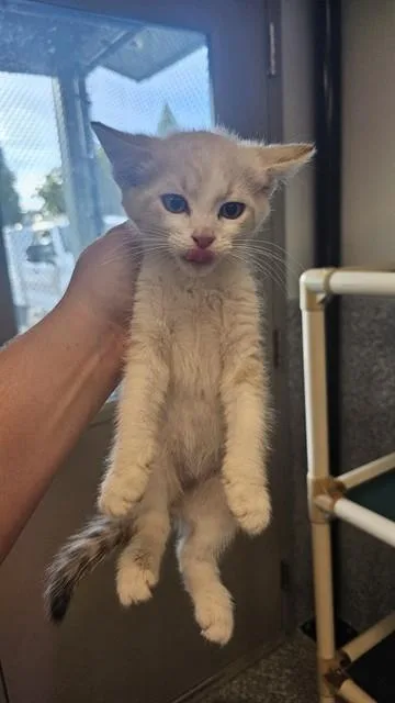Tuna