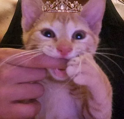 An adult small-sized female Domestic Short Hair cat named Kimi Finster for adoption in Berwick, PA