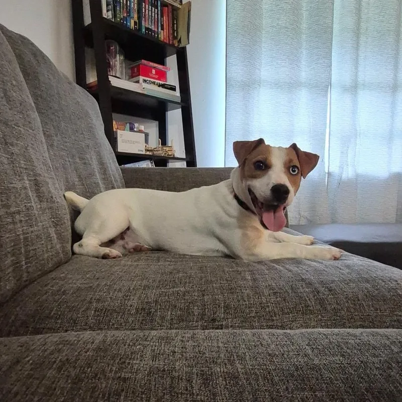A young small-sized male White / Cream Jack Russell Terrier dog named Dunkin for adoption in Port Saint Lucie, FL