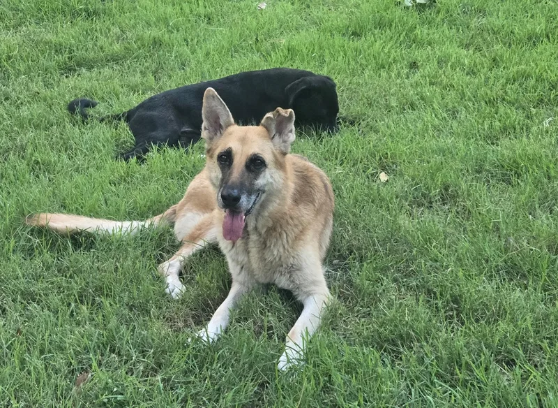 A senior medium-sized female Apricot / Beige German Shepherd Dog dog named Kona for adoption in Greeneville , TN