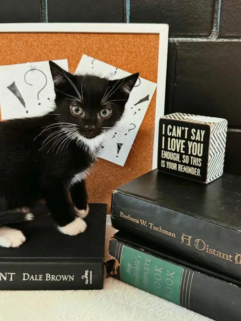 A baby small-sized male Domestic Short Hair cat named Exclamation Point for adoption in Effingham, IL