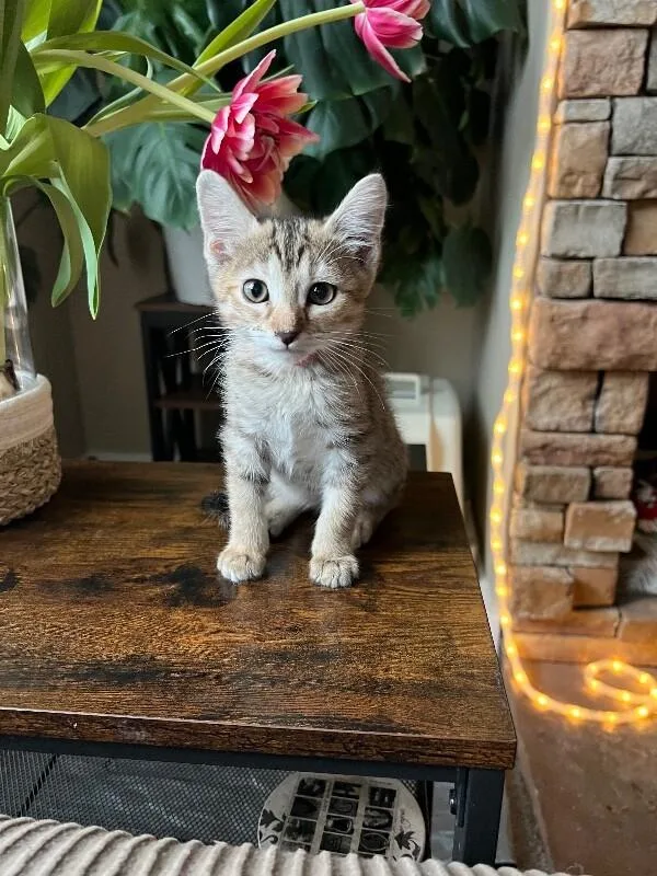 Ember  Earth Litter