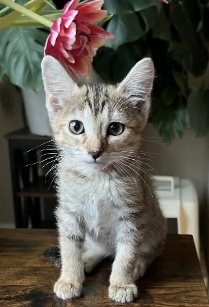 Ember  Earth Litter thumbnail 2