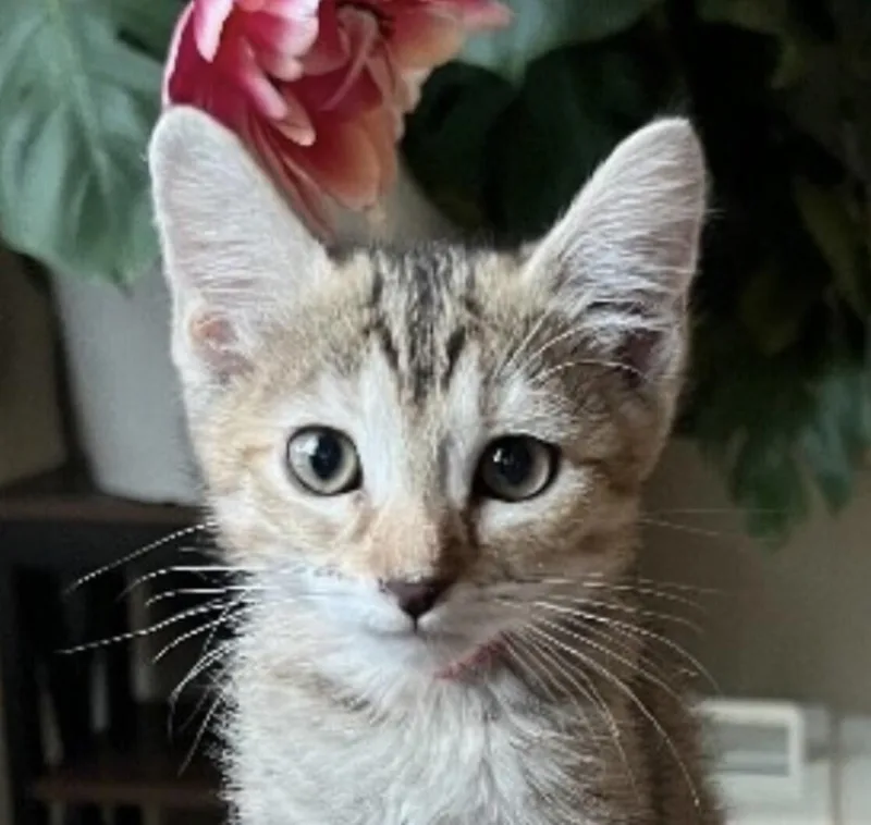 Ember  Earth Litter thumbnail 3