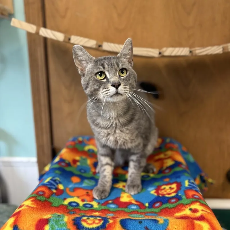 An adult large-sized male Gray / Blue / Silver Domestic Short Hair cat named Jerome for adoption in Fargo, ND