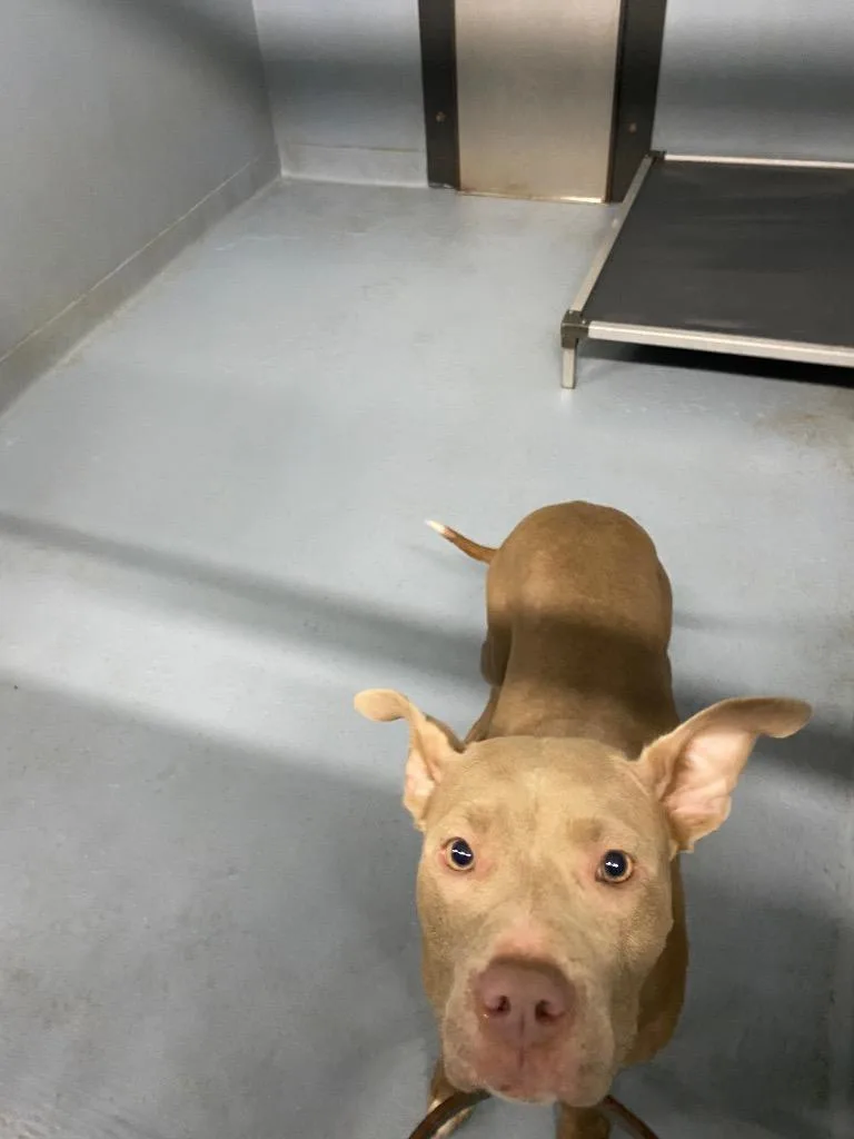 A young medium-sized female Pit Bull Terrier dog named Jane for adoption in Cartersville , GA