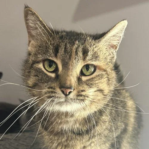 An adult medium-sized female Tabby (Brown / Chocolate) Domestic Short Hair cat named Sparky DeLane for adoption in Tipp City, OH