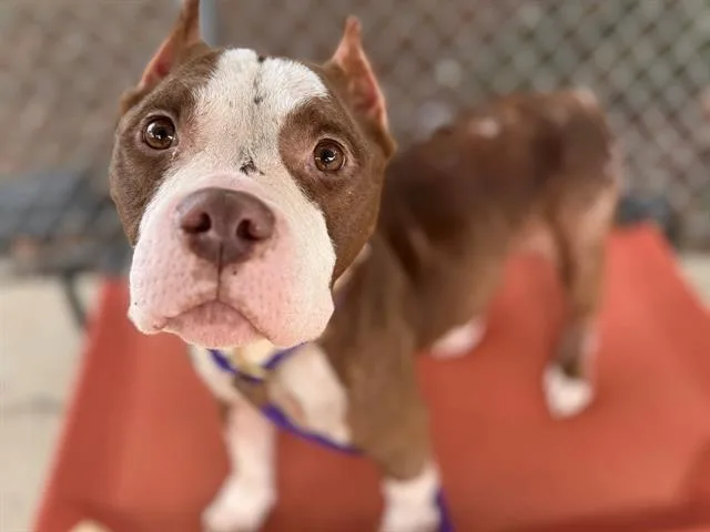 An adult medium-sized female Pit Bull Terrier dog named Lettie for adoption in Charlotte, NC