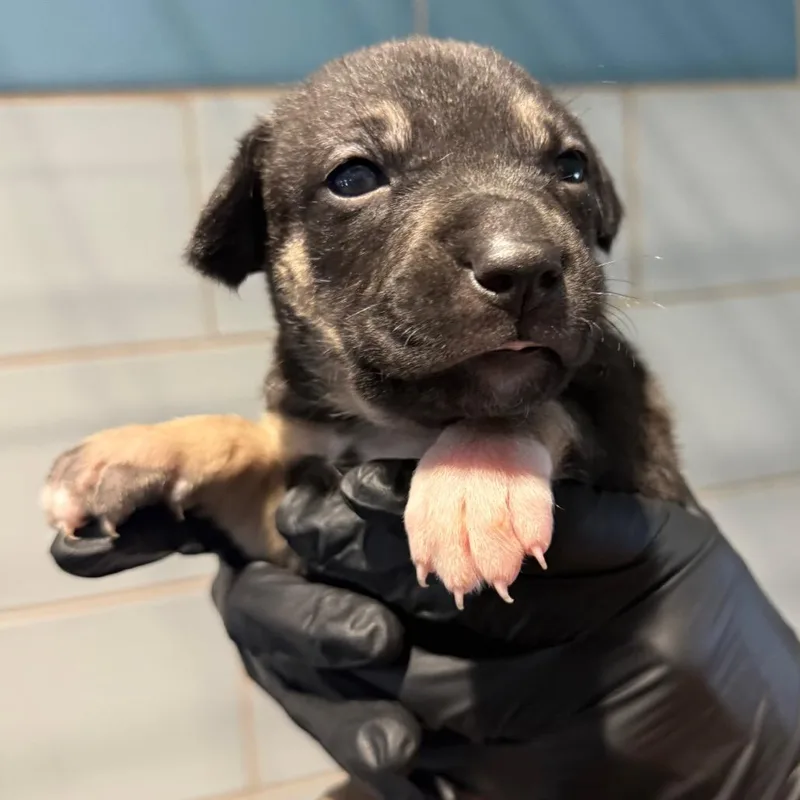 A baby medium-sized female Yellow / Tan / Blond / Fawn Mixed Breed dog named Tootsie Roll for adoption in Portland, OR