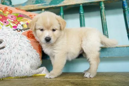 A baby small-sized female Fox Terrier dog named Sunscreen for adoption in San Antonio, TX