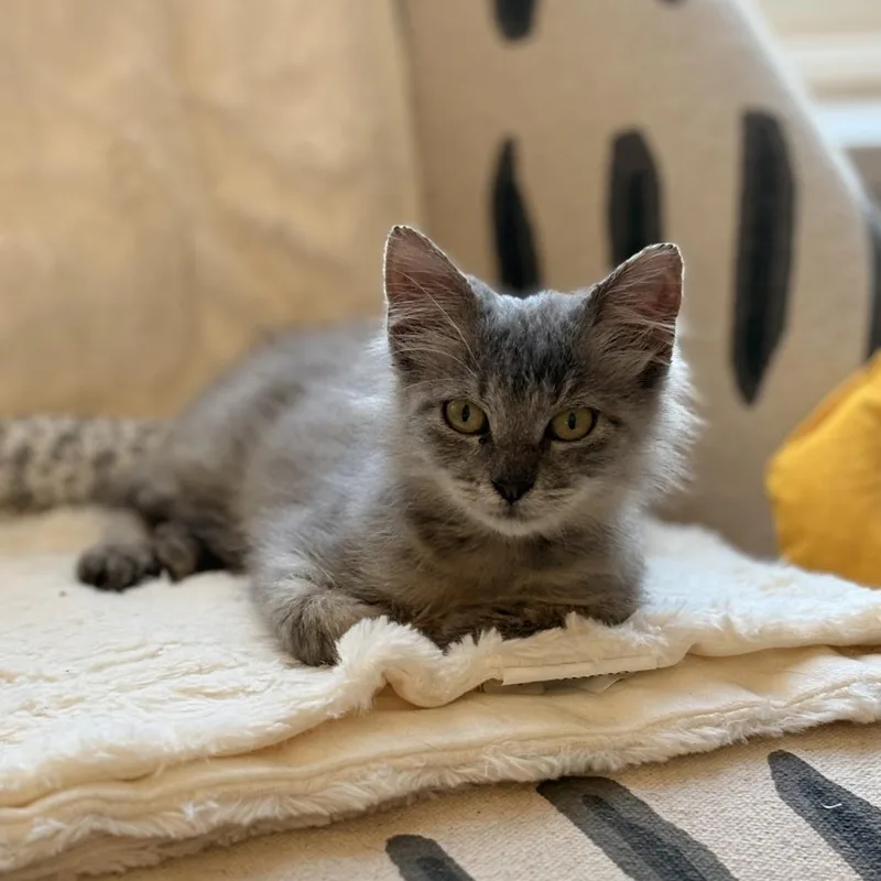 Georgina thumbnail 3