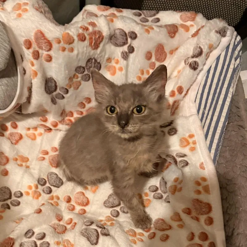 Georgina thumbnail 4