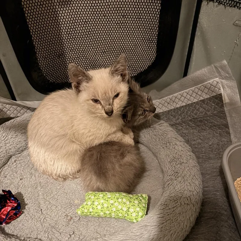 Georgina thumbnail 5