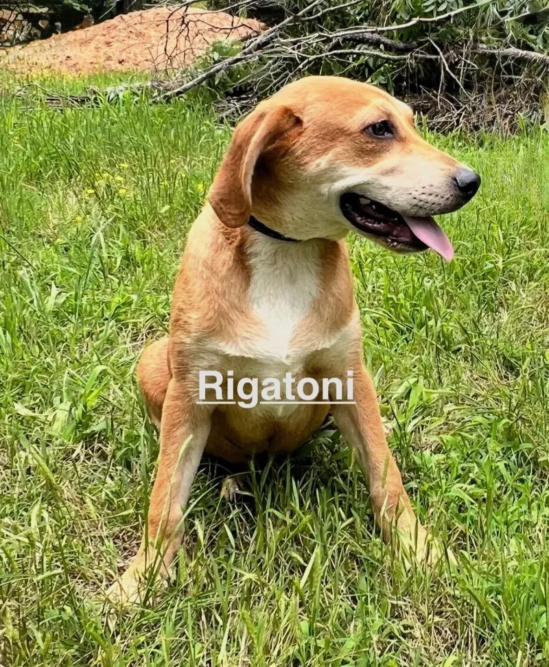 A baby large-sized male Beagle dog named Rigatoni for adoption in Princeton, MA