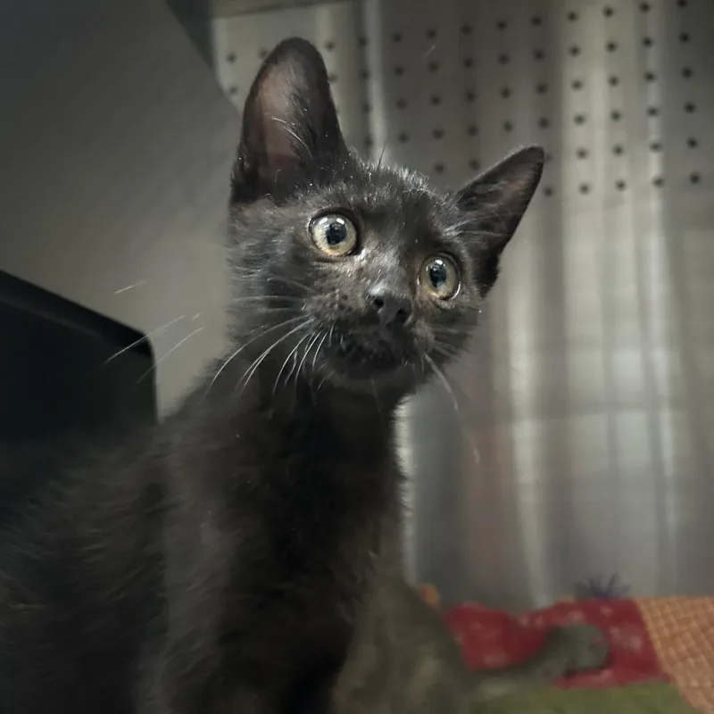 A baby small-sized male Black Domestic Short Hair cat named Walter for adoption in Austin, TX