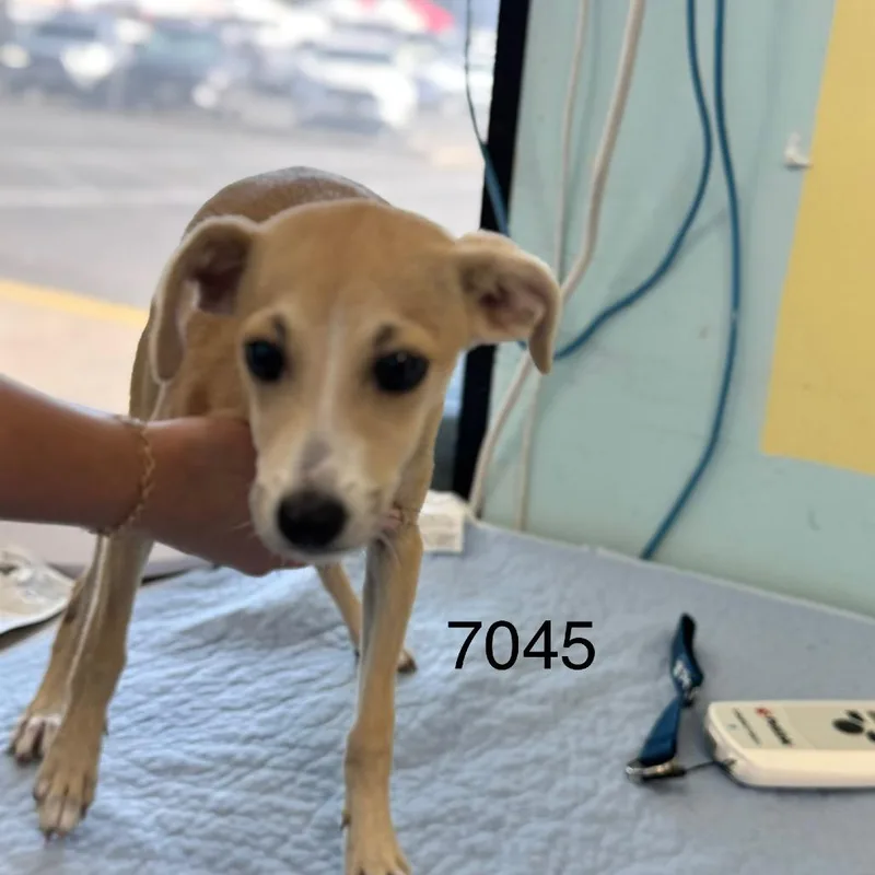A baby small-sized female Yellow / Tan / Blond / Fawn Chihuahua dog named Hazel for adoption in Chico, CA