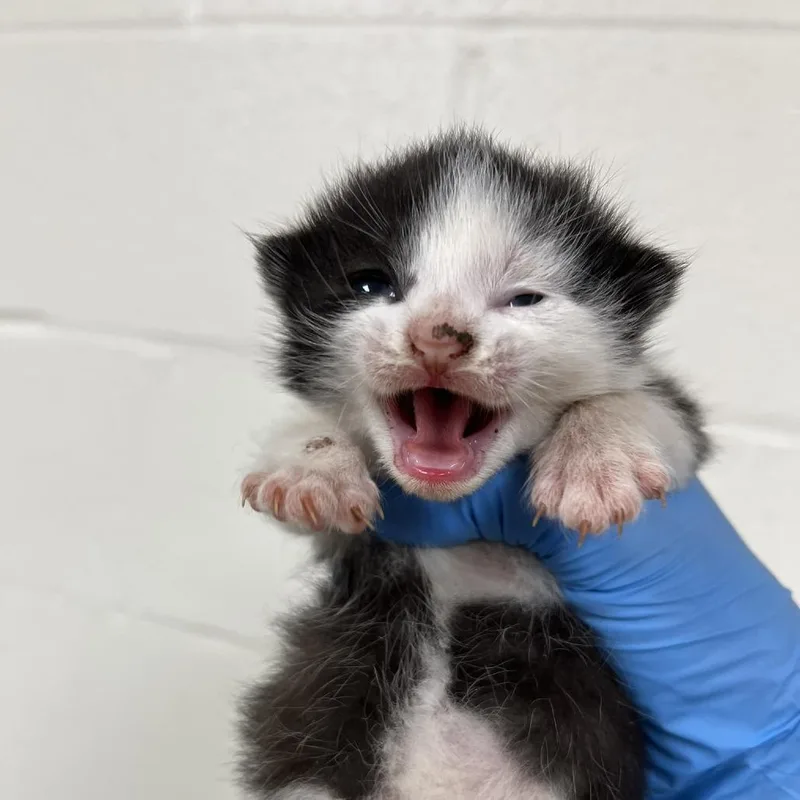 A baby small-sized male Black Domestic Short Hair cat named SVASStray for adoption in Verona, VA