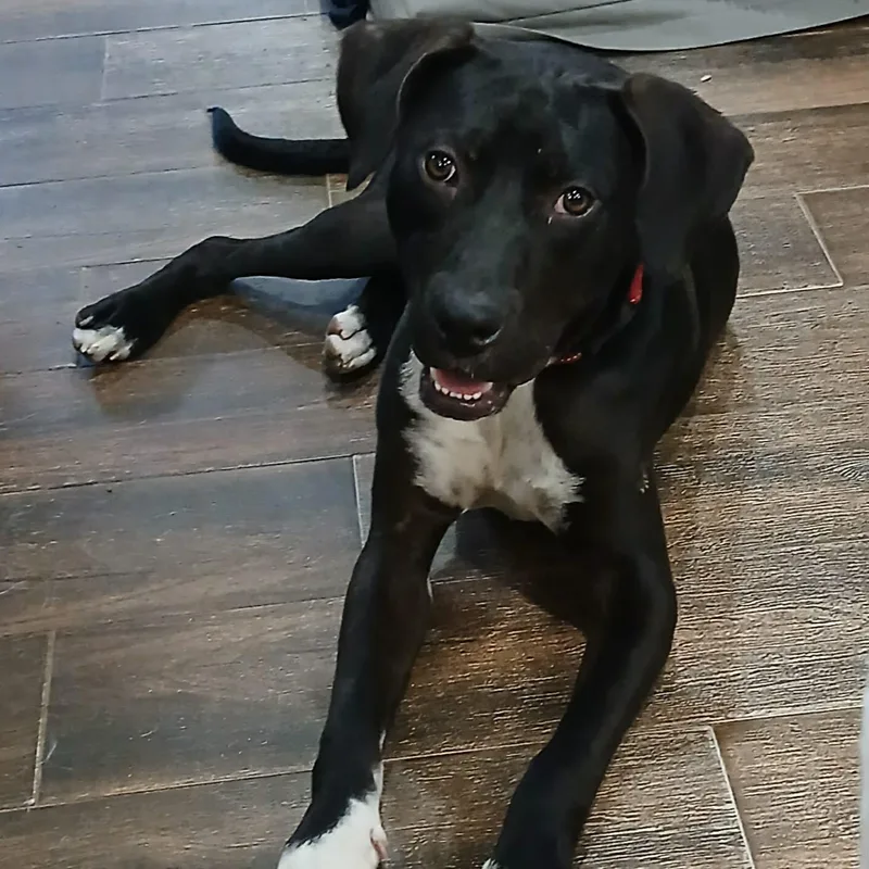 A young medium-sized male Black Labrador Retriever dog named Bowie for adoption in Unionville, CT