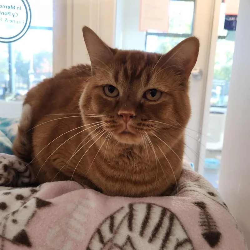 An adult large-sized male Orange / Red Domestic Short Hair cat named Cartman for adoption in Fort Wayne, IN