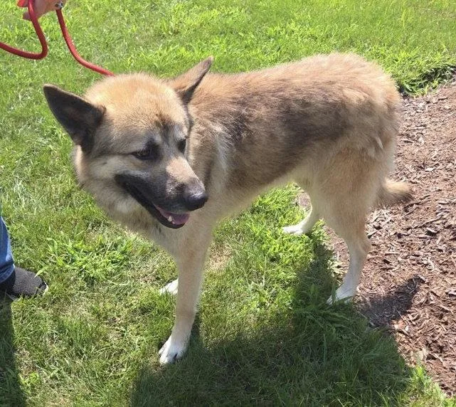 An adult medium-sized male Shepherd dog named Bear Claw for adoption in Hillside, IL