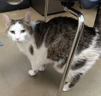 A senior small-sized female Domestic Short Hair cat named Penelope for adoption in Fishers, IN