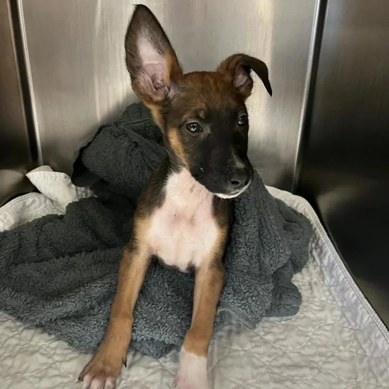 A baby medium-sized female German Shepherd Dog dog named Star for adoption in East Saint Louis, IL