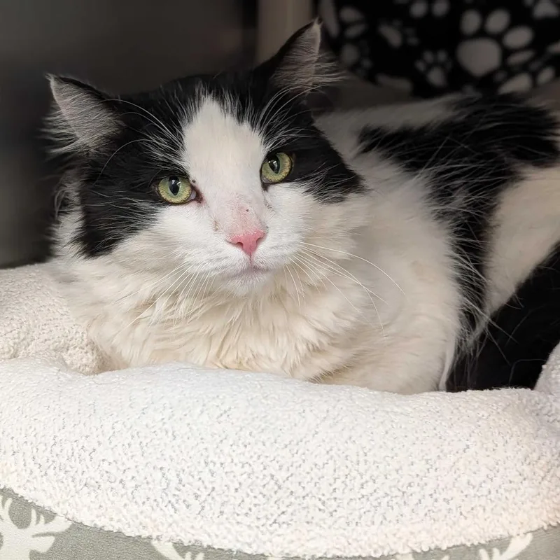 A young large-sized male White Domestic Long Hair cat named Muskeg for adoption in Enfield, NH