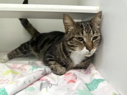 A young medium-sized male Domestic Short Hair cat named Zuko for adoption in Traverse City, MI