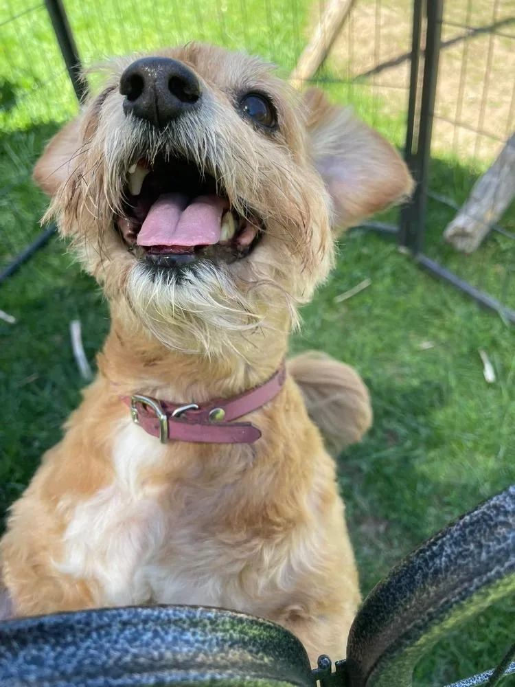 An adult small-sized male Maltese dog named Cancho for adoption in Mauston, WI