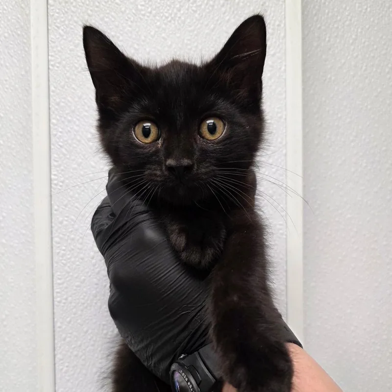 A baby small-sized male Black Domestic Medium Hair cat named Pecan Pie for adoption in Abilene, TX
