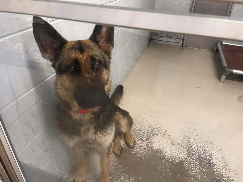 A young large-sized female German Shepherd Dog dog named Tawny for adoption in Suamico, WI