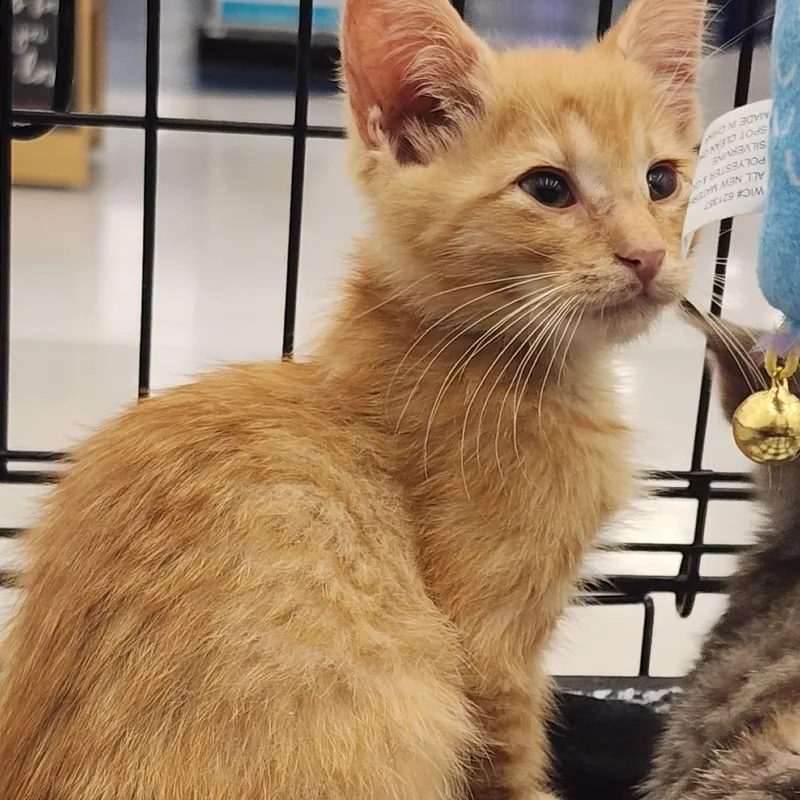 A baby small-sized male Orange / Red Domestic Short Hair cat named Marcus for adoption in Toledo, OH