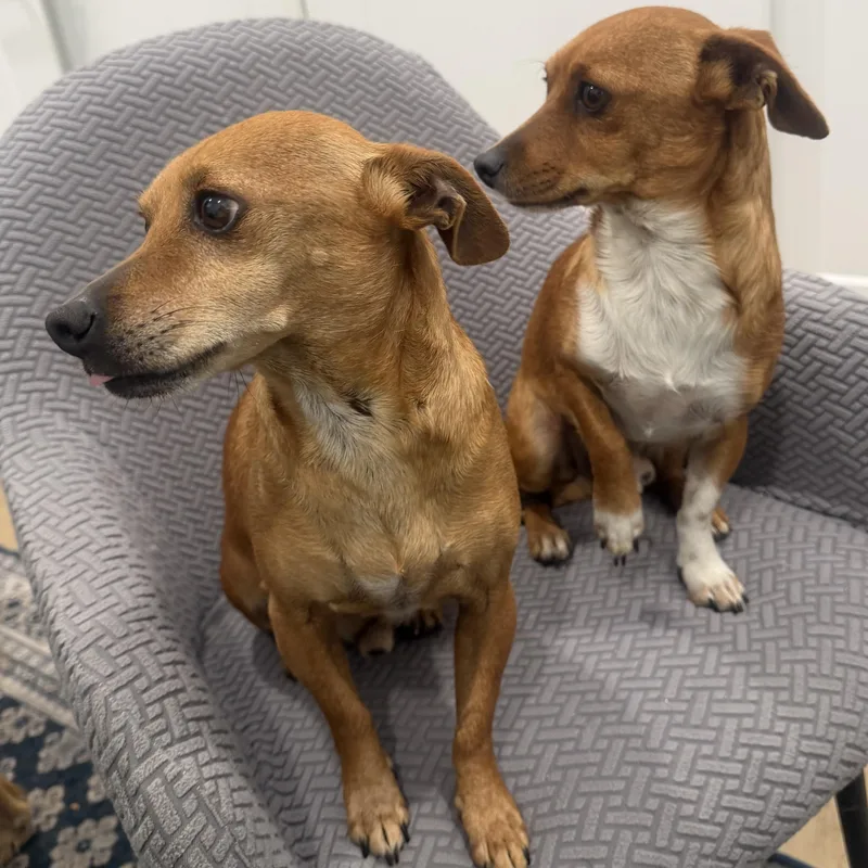 Mr. Lovely Draco thumbnail 2