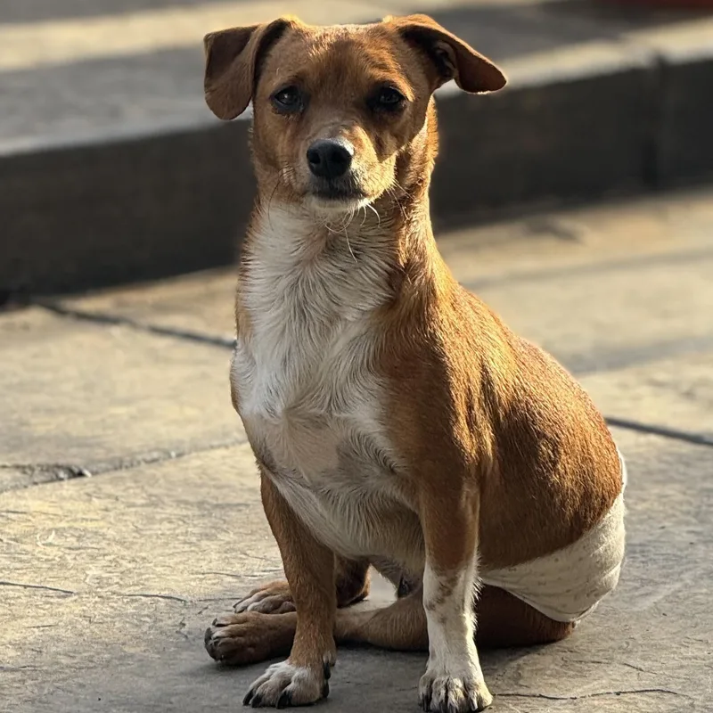 Mr. Lovely Draco thumbnail 3