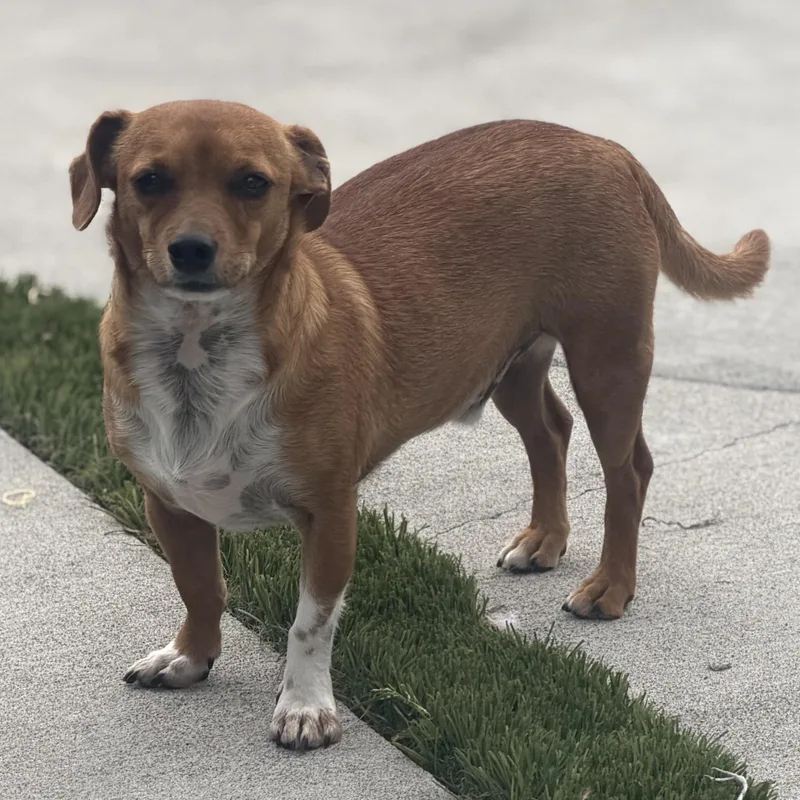 Mr. Lovely Draco thumbnail 6