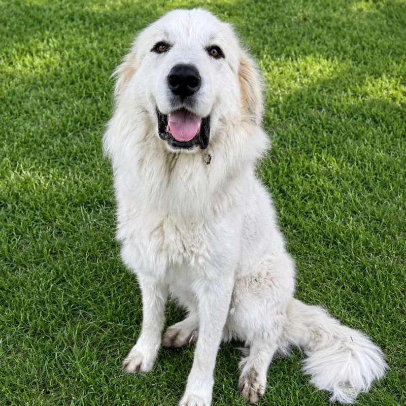 Zeus