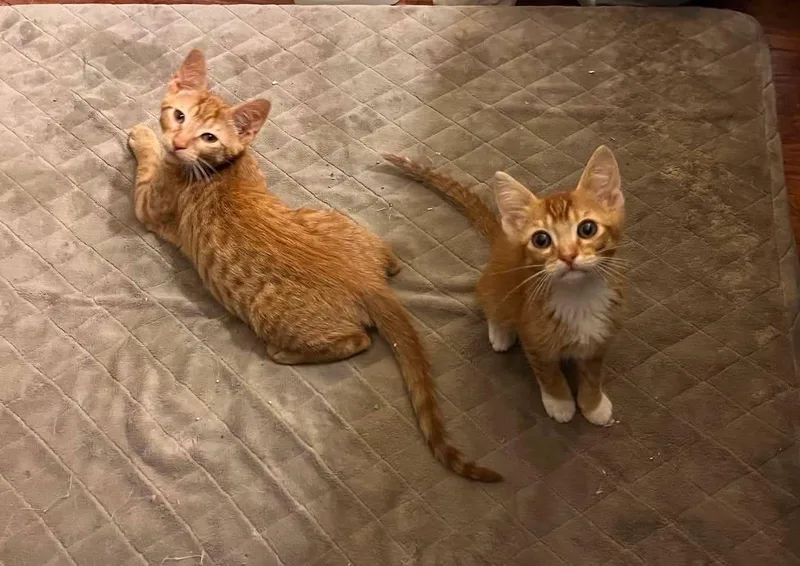 A baby medium-sized male Tabby (Orange / Red) Domestic Short Hair cat named Micah for adoption in Houston, TX