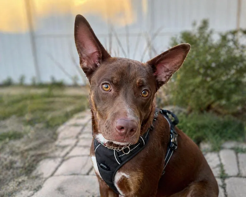 Milo