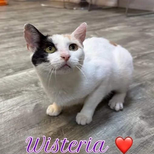 A young medium-sized female Calico Domestic Short Hair cat named Wisteria at Fat Cat for adoption in Tallahassee, FL