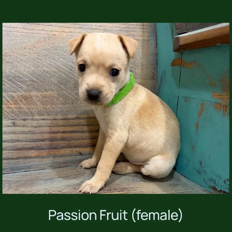 A baby small-sized female Yellow / Tan / Blond / Fawn Chihuahua dog named Passion Fruit for adoption in Cedar Park, TX