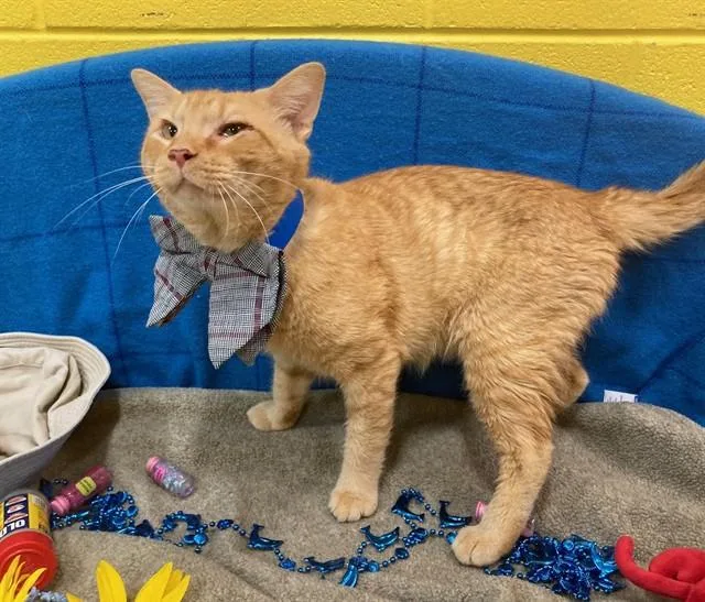 An adult medium-sized male Domestic Short Hair cat named Art for adoption in Upper Marlboro, MD